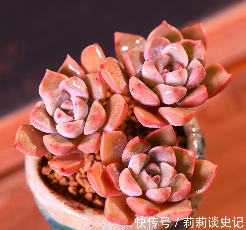 发现邻居阿姨家1种“普货”多肉,那叫一个精致,分享给大家看看