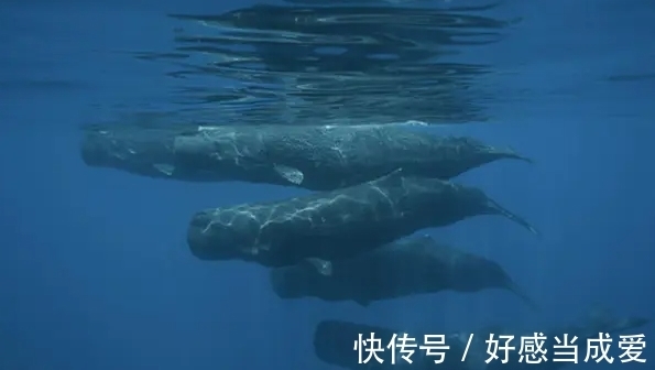 运动|动物界的运动奇才,谁是真的速度王者?谁又是耐力王者?