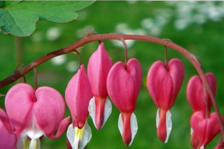 4种漂亮花,好打理,不仅花好看,名字也好听,尤其第2种!