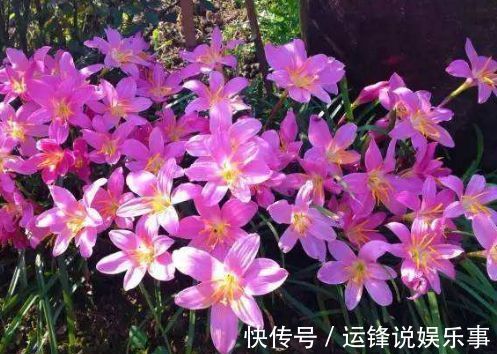 家养这几款植物，长得比绿萝快，花大色艳，一年四季都开花