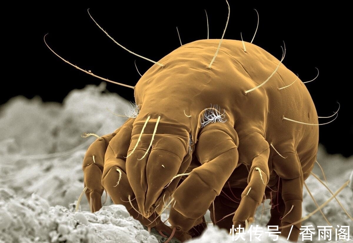 刚打扫完室内卫生,就又出现了尘絮,这些灰尘是怎么凭空出现的?