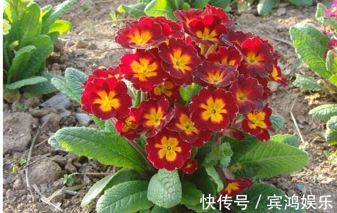 盆栽|花盆里加点它,盆栽20年不烂根,叶绿花艳根肥壮,不用上肥料