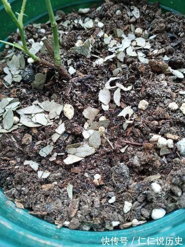 果皮|换盆之后的土,掺上一点“小东西”,土壤肥得流油