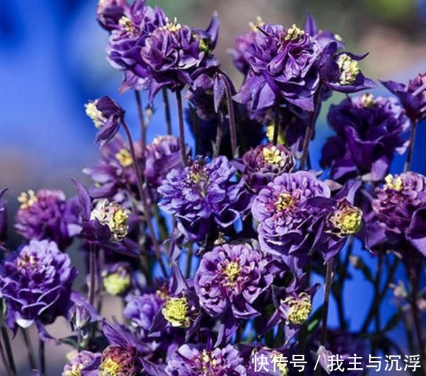 它的名字像“蔬菜”,开花非常“仙”,秋季赶紧种,春季开爆盆!