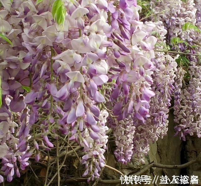 花友们|这种花梦幻得要命，被称为婚礼专用花，自家阳台就能种！