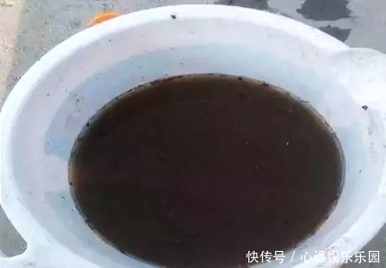 黄豆|什么废油、黄豆水都不如这种水，浇啥旺啥，是真正的“万能水”！