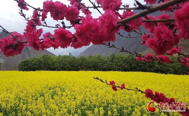 甘肃文县：人间三月芳菲始 踏青赏花正当时