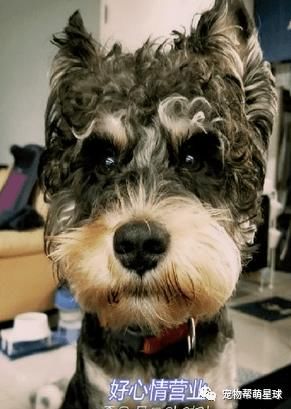 花一千多烫发！回家竟跟卷Q小屁汪同款发型！她大哭：理发师说很流行的！