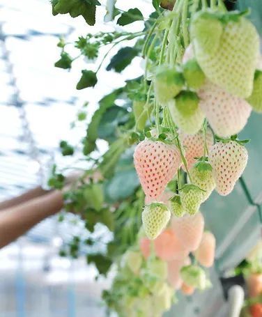 草莓|世界上最贵的水果,吃过3种以上的都是土豪啊