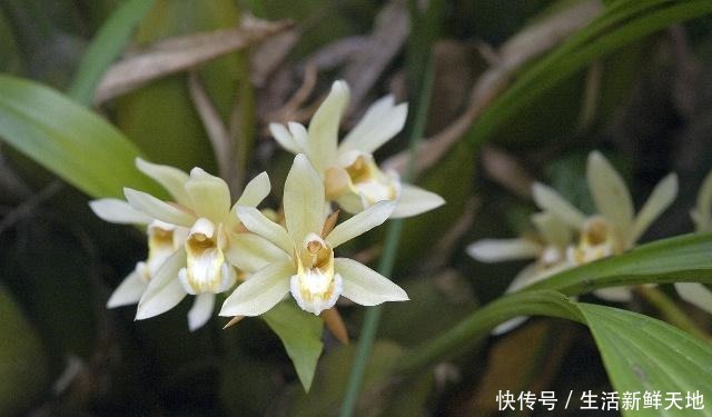 冬天养兰花，别做3件“傻事”，危害大，花难开！