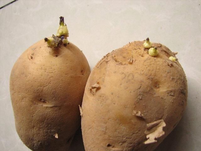 生姜、土豆吃不完,就扔“花盆里”,长成漂亮盆栽,结出丰硕果实