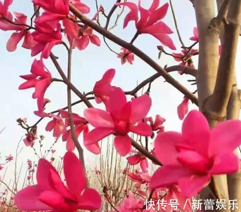 玉兰|家门口种棵“吉祥花”，满树都开花，还有“镇宅”好兆头