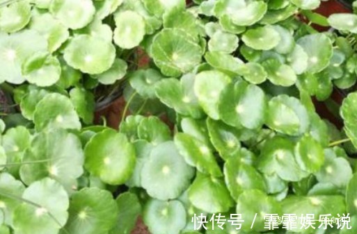 在家最适合养这3种花草,既好养寓意还佳,家人兴旺财源广