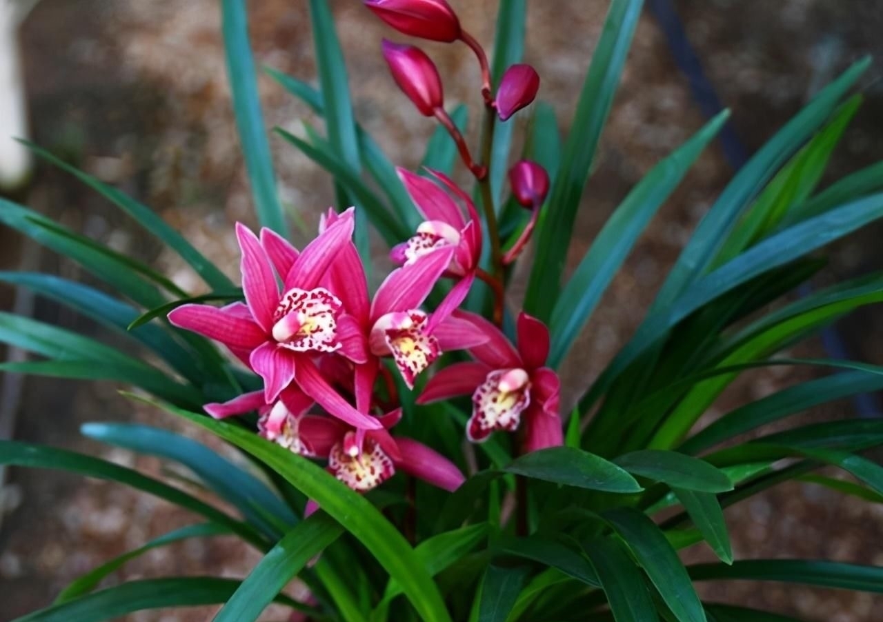 别养一季花了,此兰一年能开好几次,兰香浓郁,点亮你的阳台