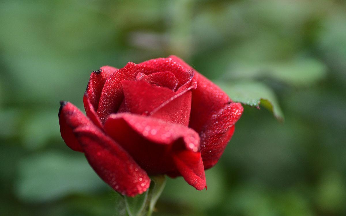 喜欢月季花不用买，学会简单易活的扦插方法，扦插一棵活一棵