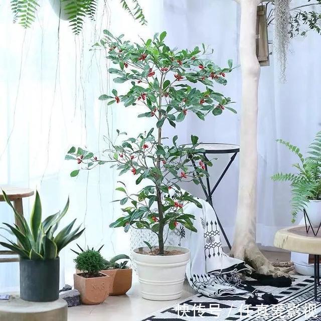 客厅养花就选这5种,清雅又大方、越养家里越干净,越养越健康