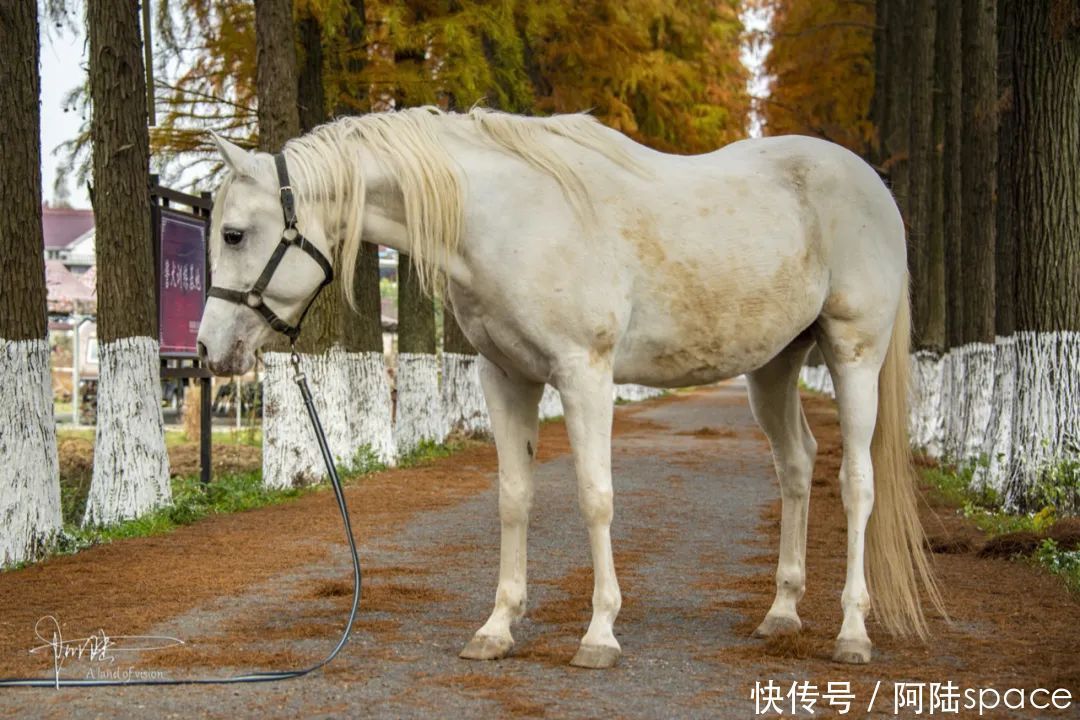  骑马|想体验骑马不一定要去内蒙古，在嘉兴南北湖就可以圆这个梦