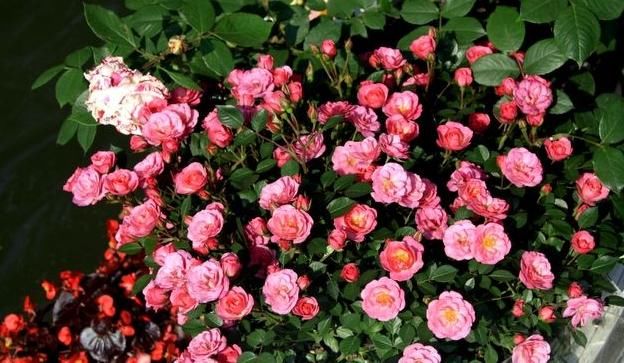 聪明人养花，别的不养就养“此3种”，难怪越来越健康、还富裕