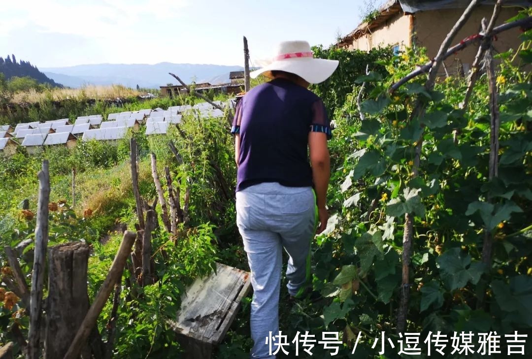 新疆|新疆天山下居住着一对夫妻，老家江苏本是兵团后代，今以养蜂为生