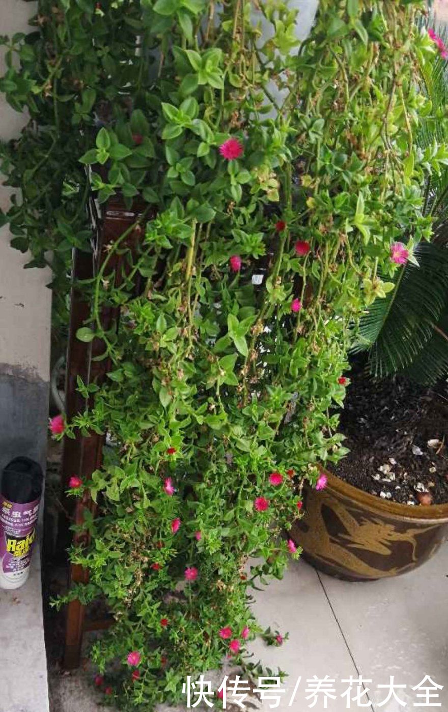 金银花|养到烦人的花，盆都不够用，扔掉还很心疼