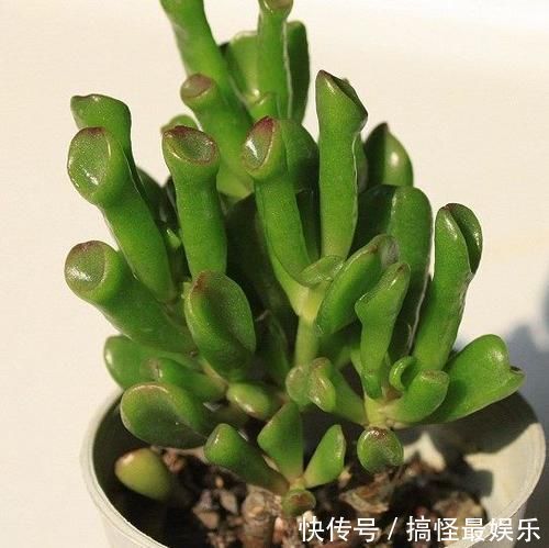 观赏价值高又好养的盆栽多肉植物 太阳一晒就变颜色 粉紫色 观赏价值高又好养的盆栽多肉植物 太阳一晒就变颜色 粉紫色