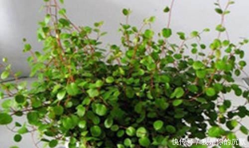 养这三种吊兰，美翻你的客厅，随便一插就能活，根本不用买！