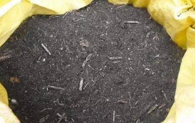 还用“松针”养花快停下，“姿势”不正确、养一盆死一盆！