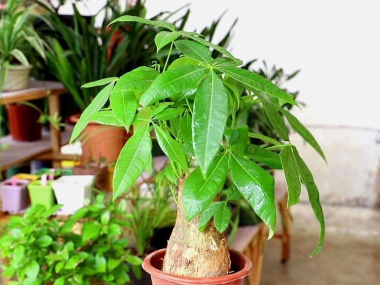 这3种花要“懒养”,越是粗放养护,植株长势越旺盛