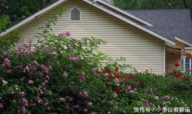 花海|公园西式木屋与花海：上演中西合璧的绝美景色，这不是在美国