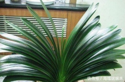 家居养花最正确的君子兰浇水方式,不用施肥也能够花大色艳!