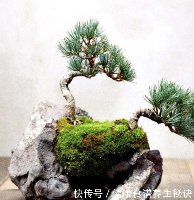 “岩石与树枝”一步步完美契合，叹服附石盆景的魅力无人能挡！