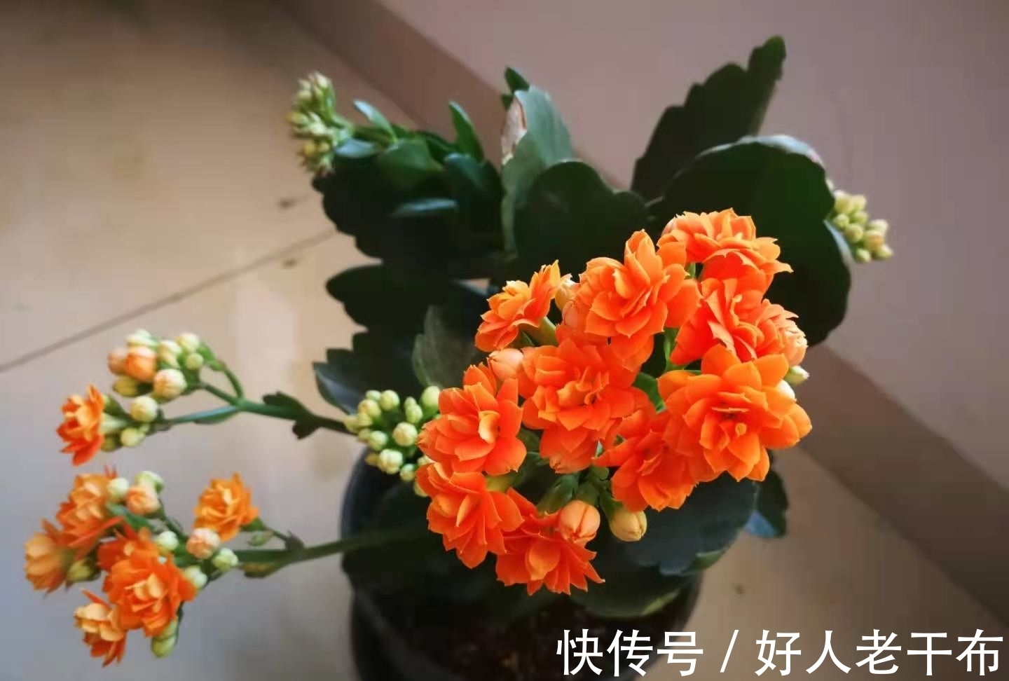 花友|刚买回家的长寿花，4个方面不能急着做，不然没几天花苞掉光光