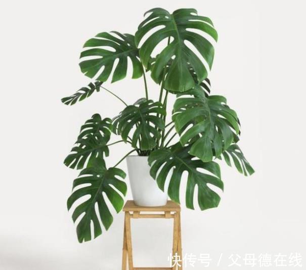 新手养龟背竹有“3忌”,及时避开长势旺,叶片油绿有光泽