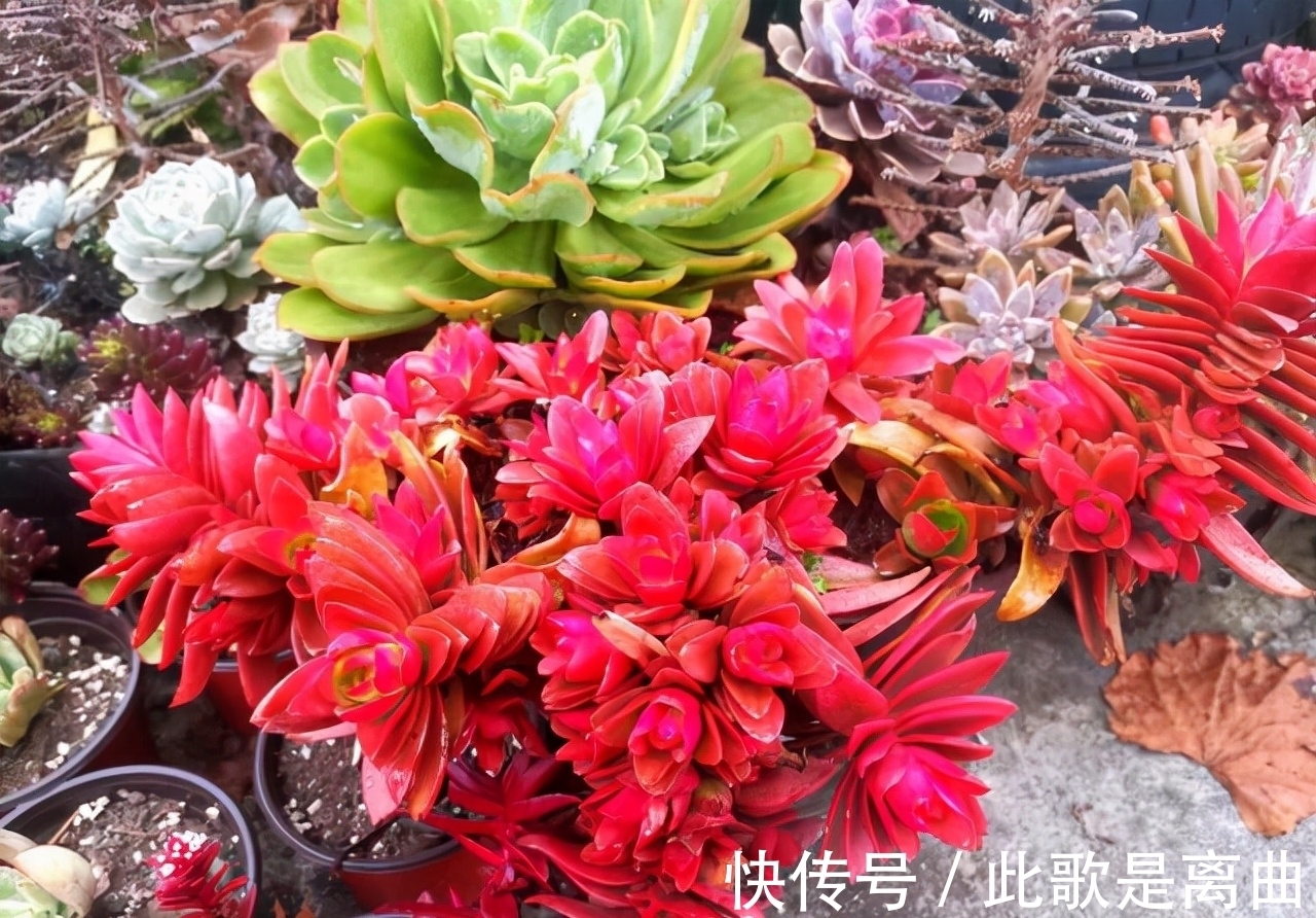 冬季不休眠的多肉如何正确浇水,才能保持良好状态,说说我的看法