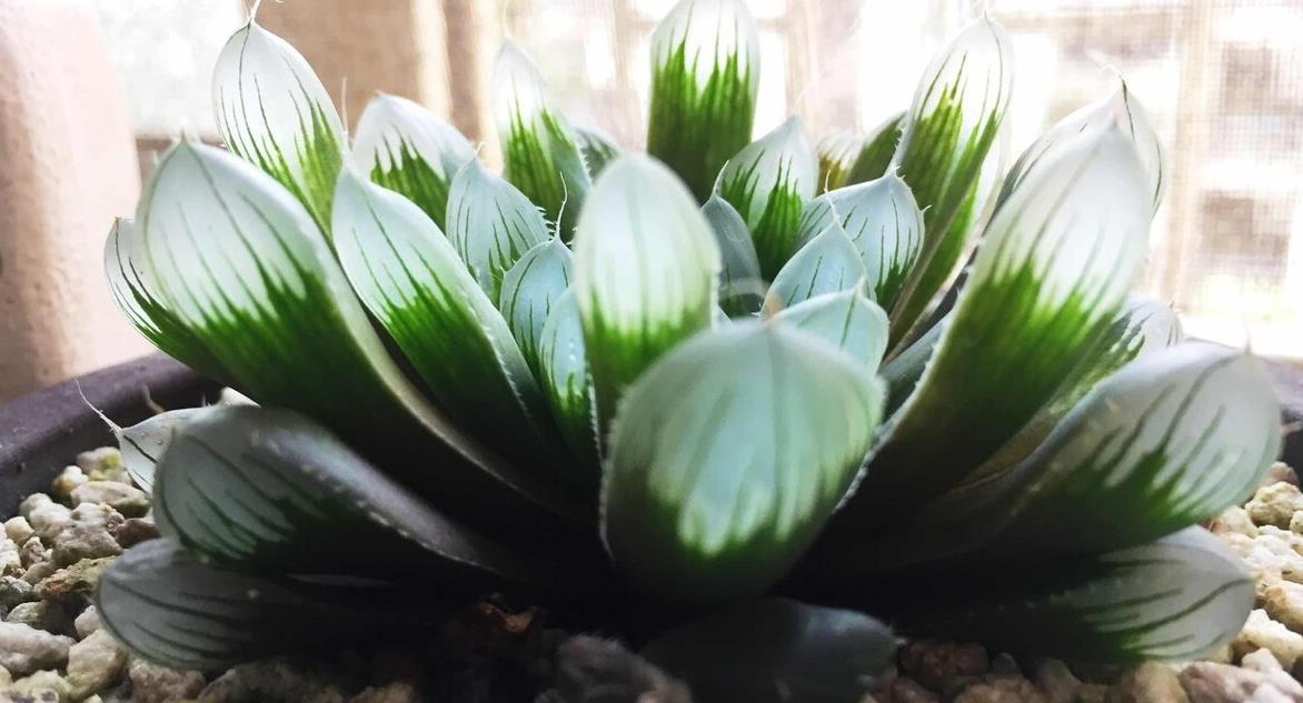 冬天养多肉,记住七句口诀,能把“瘦肉”养成“肥肉”