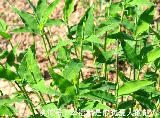 荩草|农村似竹子的野草，以前认为是无用杂草，殊不知是珍贵的帝王草