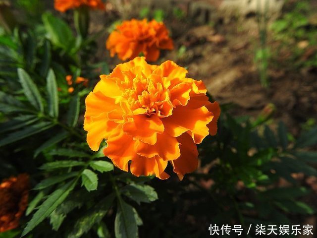 花镜|7种菊花被称为菊花中的西施,开花娇艳,蜂来蝶往,美丽折服行人