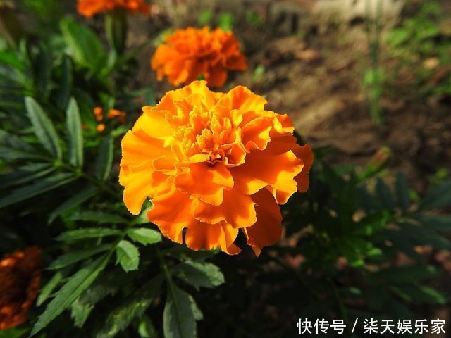 花镜|7种菊花被称为菊花中的西施，开花娇艳，蜂来蝶往，美丽折服行人