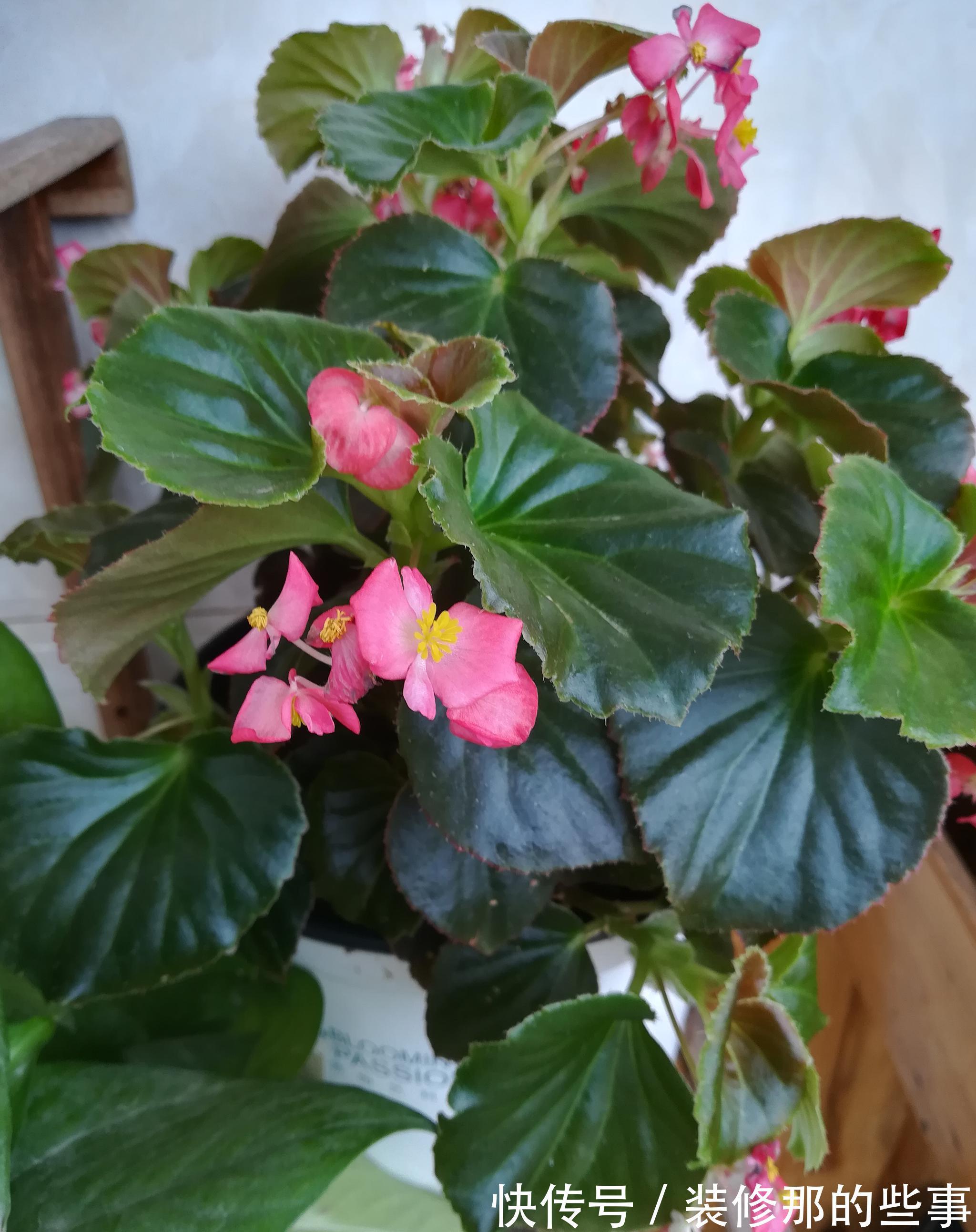 养花试试这几款，花姿丰盈，端庄高雅，是我国传统名花