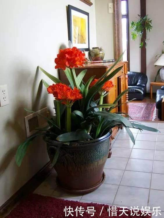 成龄|君子兰不开花,教你这样做,30天花箭嗖嗖窜