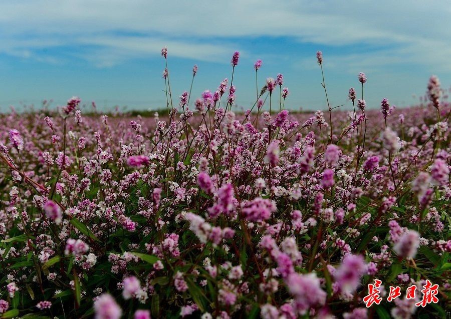 桐湖|风初冷蓼花红，蔡甸桐湖的河滩美过春