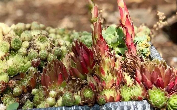 多肉长花箭被他剪断插土里,7天就生根!