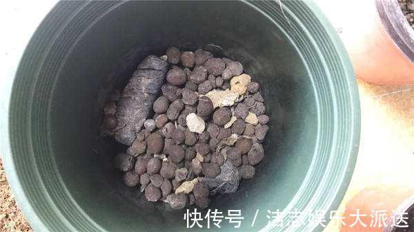 瓦片儿|吃饭剩下“大骨头”，埋花盆里，比花肥好用，高档花卉专用，养根