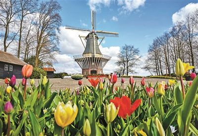 郁金香|为了花 荷兰人花了哪些大心思