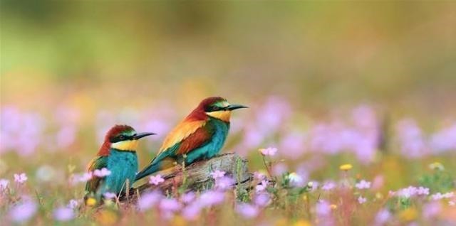 千古名句@苏轼很有名气的一首诗,处处都生机盎然,尤其前2句成千古名句!