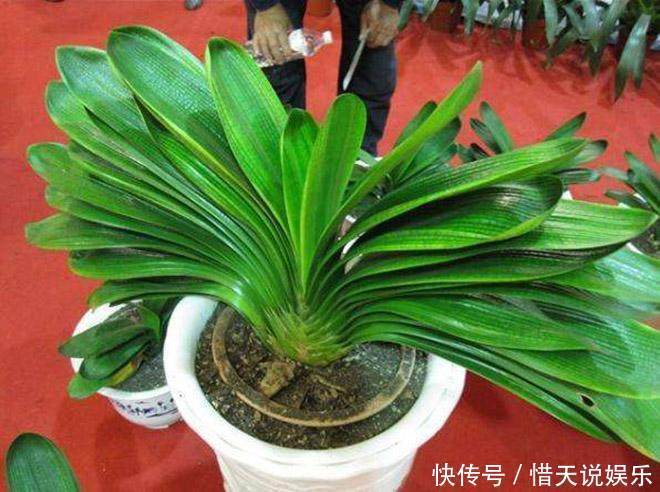 成龄|君子兰不开花，教你这样做，30天花箭嗖嗖窜