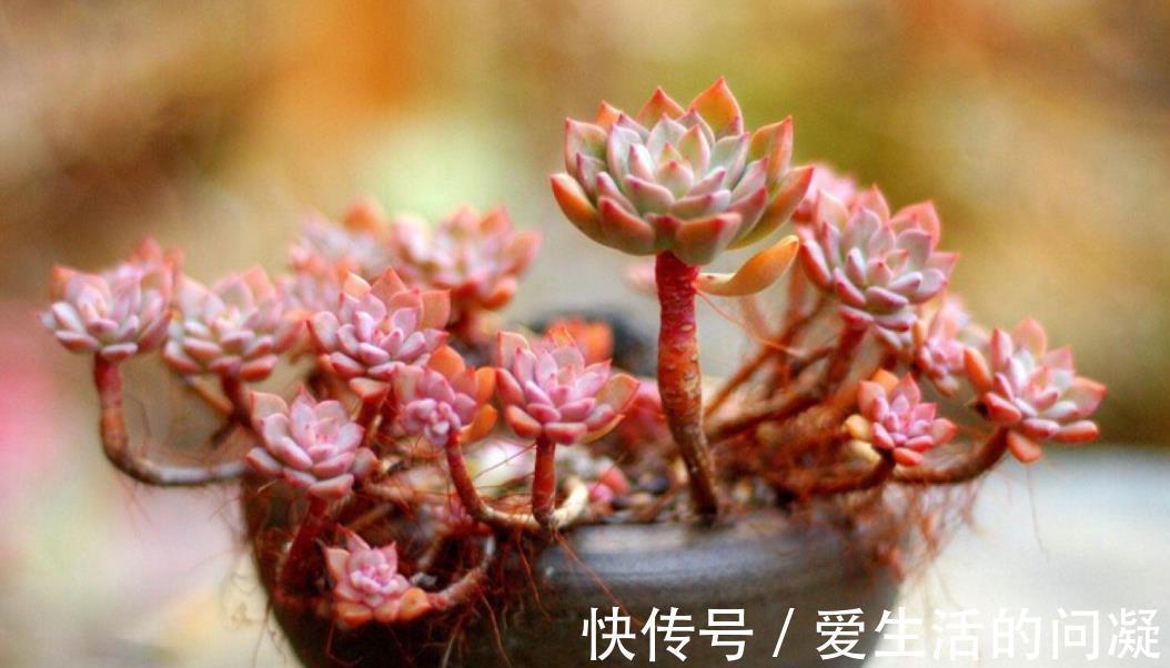 夏天|夏天多肉有“5怕”，及时避开才能安全度夏，入秋后越长越美