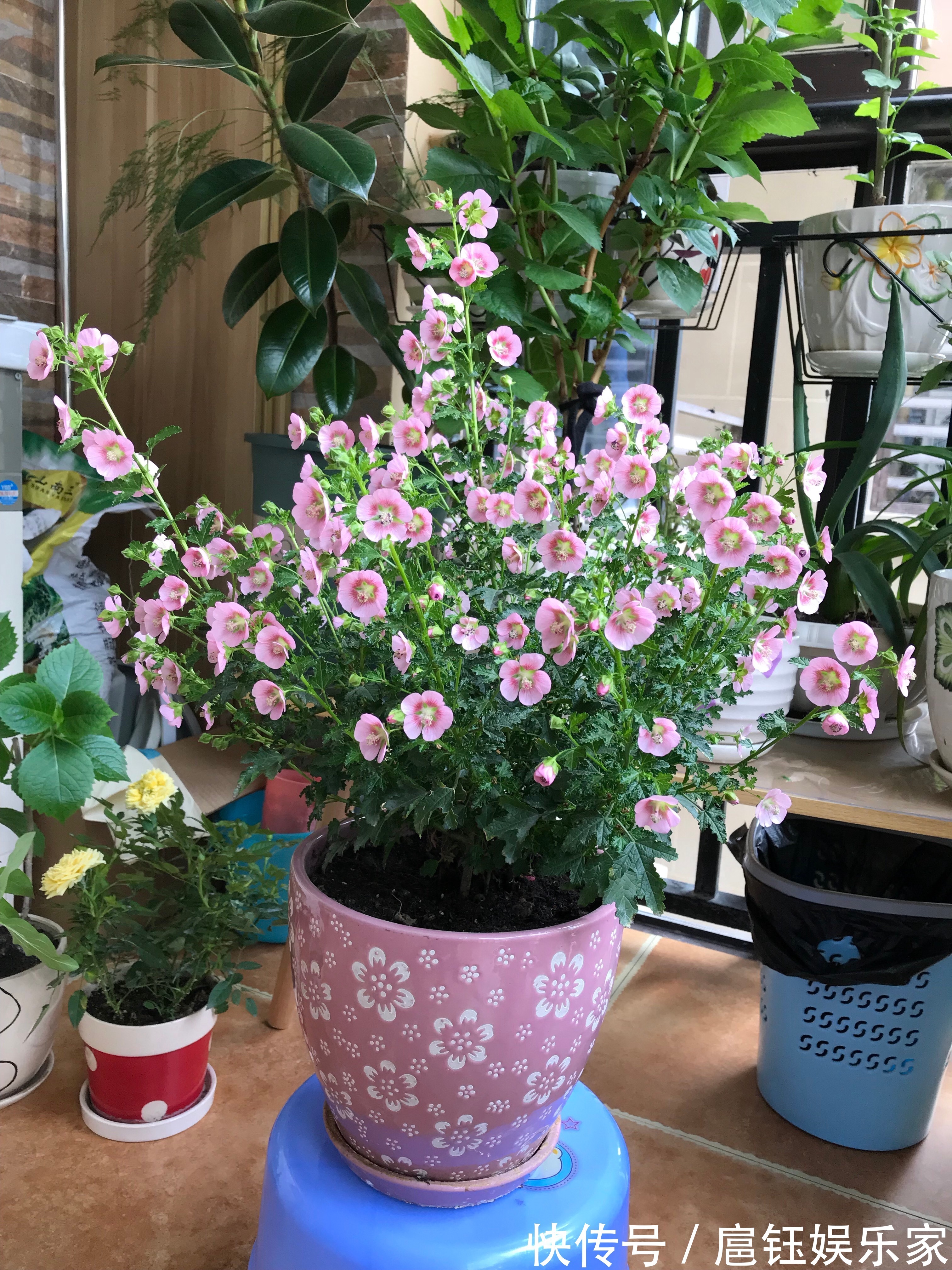 它是最容易开爆盆的盆栽,花量丰富,年头开到年尾,漂亮又好养