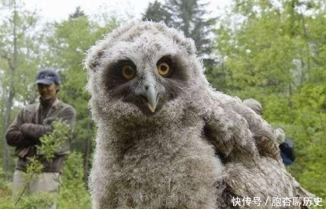 神雕|《神雕侠侣》中“神雕”真的存在?全世界还剩不到1千只