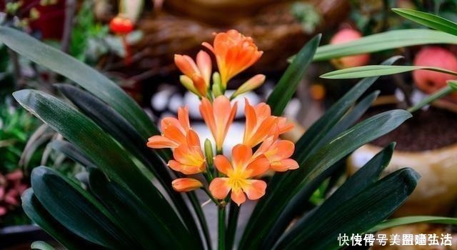 钾肥|不花钱的“营养液”，给君子兰浇一点，叶片肥，叶纹深，开花多！